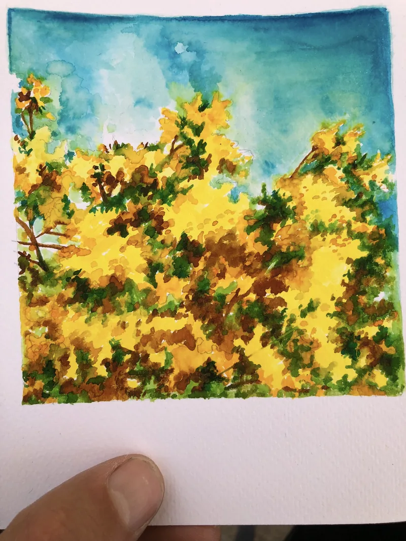 Giulia Dal Bon a peint à l’aquarelle un buisson de fleurs jaunes qui s’élance vers un ciel turquoise.